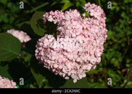 Hydrangea arborescens magique Pink de Pincubell ou Invincibelle Esprit un corymbe. Fleur gros plan. Hortensia arborescens, hortensia lisse, Banque D'Images