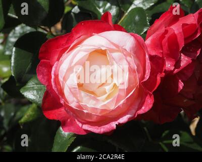 Fleur de rose rouge et blanche unique 'nostalgie' en pleine fleur Banque D'Images