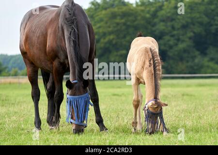 Un poulain de couleur valk et une jument brune dans le champ, portant un masque de mouche, un pâturage, un cheval Banque D'Images