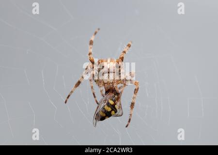 Femelle Araneus Diadematus maison araignée manger c'est la proie. Banque D'Images