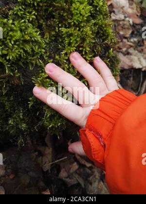 La main blanche pour enfants touche la mousse de printemps verte. Banque D'Images