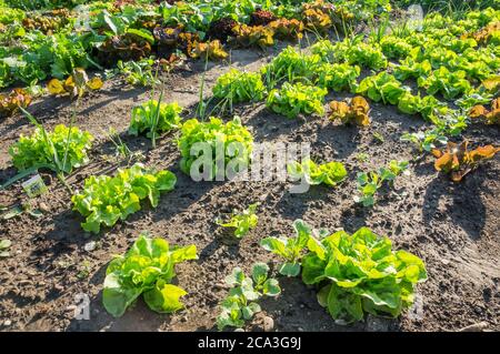 Jeunes plants de laitue sur un potager/jeunes plants de laitue verte et rouge frais sur un potager ensoleillé. Banque D'Images