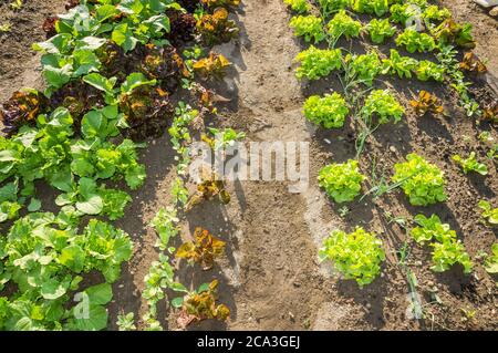 Jeunes plants de laitue sur un potager/jeunes plants de laitue verte et rouge frais sur un potager ensoleillé. Vitamines, en bonne santé. Banque D'Images