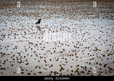 Une plage sur l'île de Jersey à marée basse avec un oiseau debout entouré d'une abondance de moulages de ver Banque D'Images