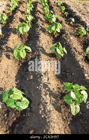 Jeunes plants de haricots frais sur une parcelle de potager ensoleillée. Vitamines biologique saine origine printemps biologique - image de stock Banque D'Images