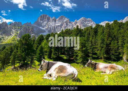 Des vaches de lait sont grisées sur les montagnes alpines italiennes. Dolomites italiens. Tyrol du Sud Italie. Europe Banque D'Images
