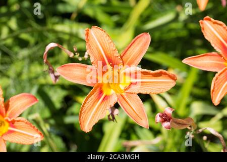 Gros plan sur Hemerocallis fulva. Communément appelé Orange Daylily. Plante à fleurs avec six pétales. Banque D'Images