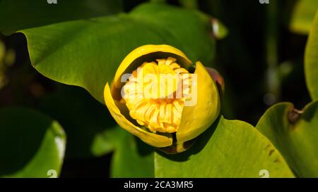 Gros plan de Nuphar Lutea Blossom. Plante aquatique jaune également connue sous le nom de nénuphars jaunes ou bouteille de brandy. Appartenant à la famille des Nymphaeaceae. Banque D'Images