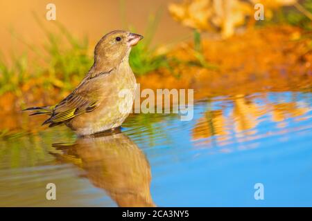 Femelle Greenfinch, Carduelis chloris, Étang forestier, Forêt méditerranéenne, Castille et Leon, Espagne, Europe Banque D'Images