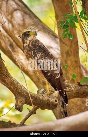 Crested Hawk Eagle, Changable Hawk Eagle, Nisaetu cirratus, parc national de Kudulla, Sri Lanka, Asie Banque D'Images