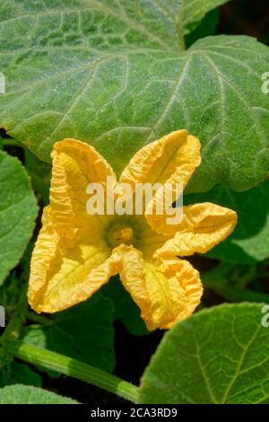 Fleur de courge Butternut femelle. Banque D'Images