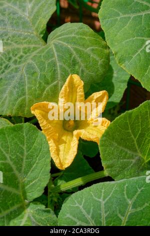 Fleur de courge Butternut femelle. Banque D'Images