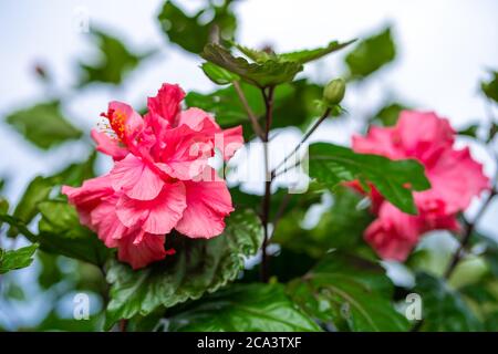 Hibiscus fleurit dans la nature, sur fond de collines vertes Banque D'Images