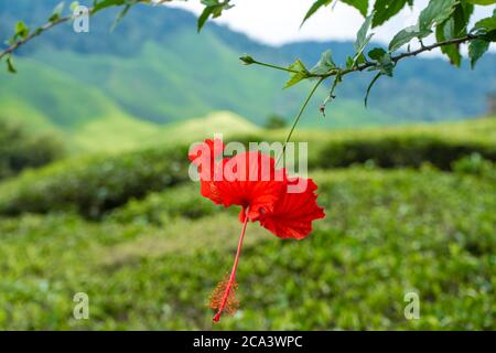 Hibiscus fleurit dans la nature, sur fond de collines vertes Banque D'Images