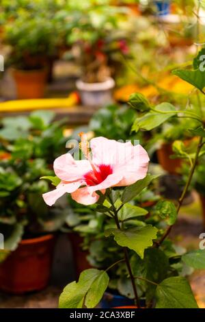 Hibiscus fleurit dans la nature, sur fond de collines vertes Banque D'Images