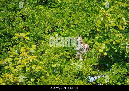 Crested Hawk Eagle, Changable Hawk Eagle, Nisaetu cirratus, parc national d'Udawalawe, Sri Lanka, Asie Banque D'Images