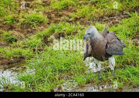 Aigle à poissons à tête grise, Ichthyophaga ichthyaetus, parc national d'Udawalawe, Sri Lanka, Asie Banque D'Images