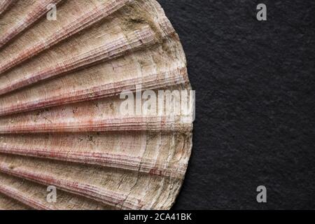 Détail de la coquille d'un grand pétoncle, Pecten maximus, photographié sur fond d'ardoise sombre. Dorset Angleterre GB Banque D'Images