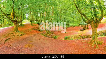 Forêt de Hêtre d'Otzarreta, Parc naturel de Gorbeia, Bizkaia, pays basque, Espagne, Europe Banque D'Images