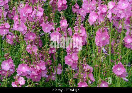Sidalcea Party Girl prairie de bouquets de fleurs roses Banque D'Images
