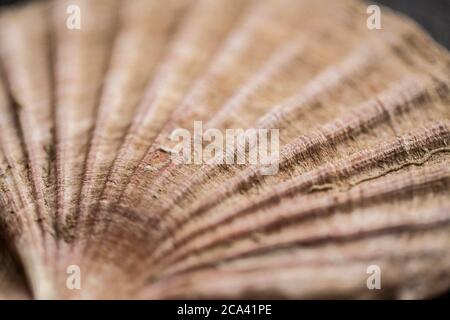 Détail de la coquille d'un grand pétoncle, Pecten maximus, photographié sur fond d'ardoise sombre. Dorset Angleterre GB Banque D'Images