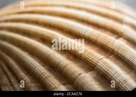 Détail de la coquille d'un grand pétoncle, Pecten maximus, photographié sur fond d'ardoise sombre. Dorset Angleterre GB Banque D'Images