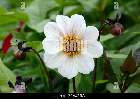 Dahlia Bishop de Douvres fleur de fleur de tubercule de dahlia à fleurs uniques Banque D'Images