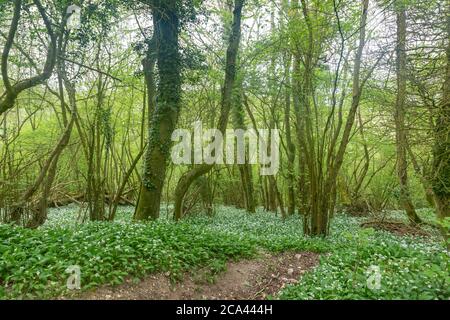 Une abondance d'ail sauvage qui pousse dans les bois du Sussex, au printemps Banque D'Images