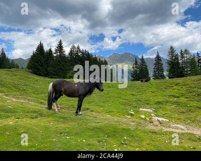 Le cheval sur le pâturage, lac Duisitzkarsee, Autriche.le Duisitzkarsee est probablement l'un des plus beaux lacs de montagne du Schladminger Tauer Banque D'Images