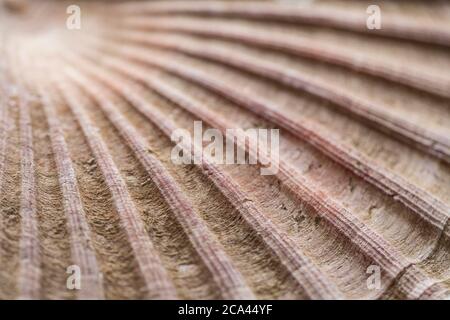 Détail de la coquille d'un grand pétoncle, Pecten maximus, photographié sur fond d'ardoise sombre. Dorset Angleterre GB Banque D'Images