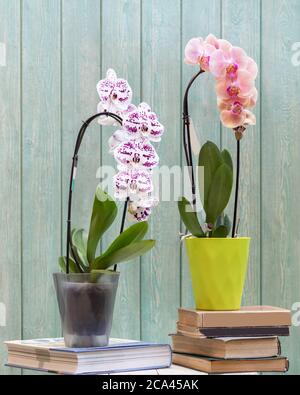 Orchidées de papillon dans le pot vert et transparent avec fond bleu Banque D'Images