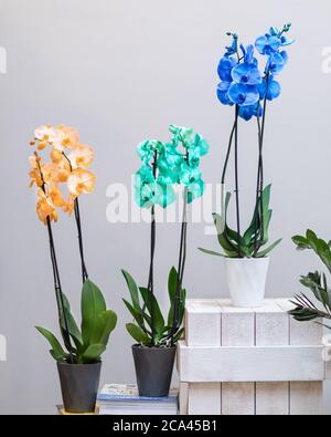 Phalaenopsis jaune, vert et bleu, orchidée de Moth fleurit dans le pot Banque D'Images