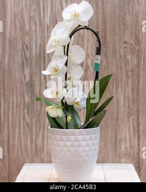 Orchidée Dendrobium blanche dans le pot blanc Banque D'Images