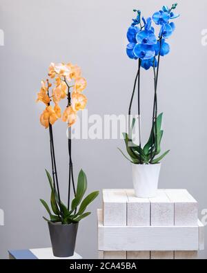 Phalaenopsis jaune et bleu, orchidée de Moth fleurs dans le pot Banque D'Images