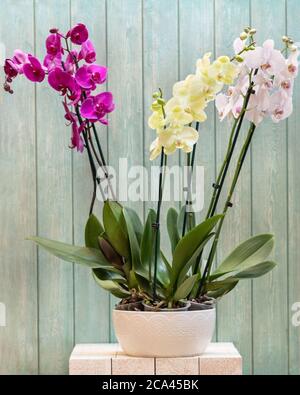 Orchidées de papillon dans le pot blanc avec fond bleu Banque D'Images