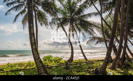 Vue entre les palmiers et la plage depuis la jungle entre les palmiers au Ghana Afrique de l'Ouest Banque D'Images
