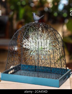 Belle usine d'air de Tillandsia dans une cage Banque D'Images