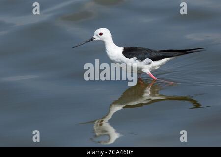 Black-winged Stilt (Himantopus himantopus) alimentation par l'eau. La black-winged stilt est un très long-legged échassier dans l'avocette et s Banque D'Images