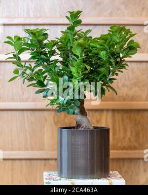 Bonsai figuier dans le pot noir avec fond en bois Banque D'Images
