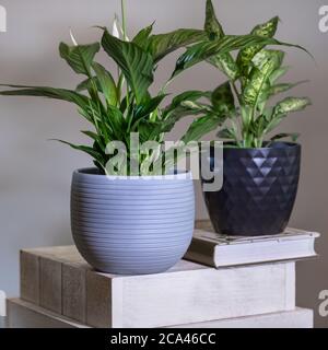 Dieffenbachia muets avec Peace Lily, plante Spathiphyllum Banque D'Images