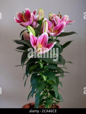 Fleur de Lily Stargazer violette gros plan Banque D'Images