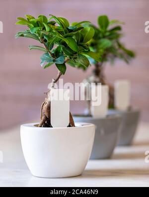 Ginkgo Bonsai Tree dans les pots Banque D'Images