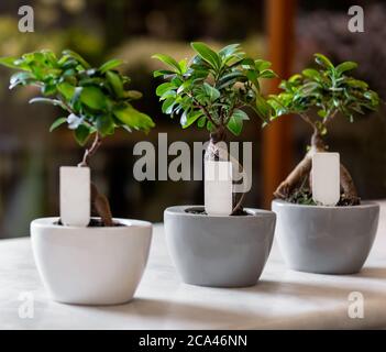 Ginkgo Bonsai Tree dans les pots Banque D'Images