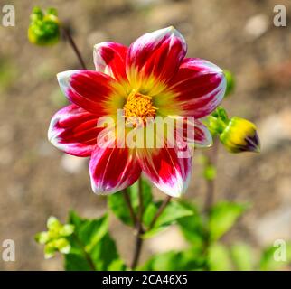 Gros plan d'une tête de fleur rouge et blanche d'un « Pichoun » Dahlia à la National Dahlia Collection, Penzance, Cornouailles, Angleterre Banque D'Images