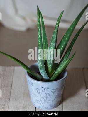 Aloès viridiflora dans pot d'argent Banque D'Images