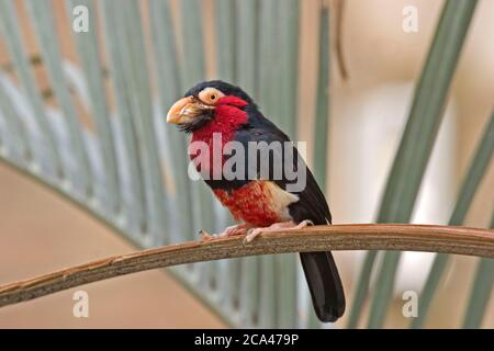 Une Barbet barbu, Lybius dubius, perchée Banque D'Images