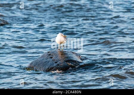 Le goéland commun (Larus canus) est un goéland de taille moyenne qui se reproduit dans le nord de l'Asie, le nord de l'Europe et le nord-ouest de l'Amérique du Nord. Banque D'Images