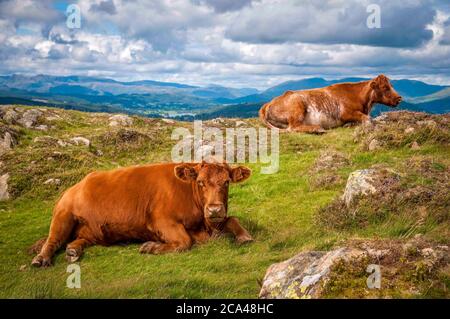Vaches brunes sur les Gummers Comment est tombé au-dessus du lac Windermere dans le district du lac. Banque D'Images