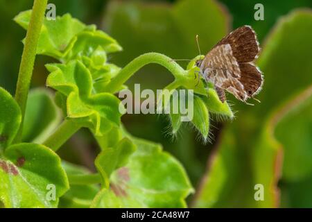 Cacyreus marshalli, Geranium bronze papillon sur UNE plante de géranium Banque D'Images