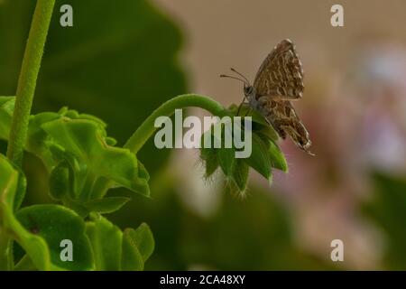 Cacyreus marshalli, Geranium bronze papillon sur UNE plante de géranium Banque D'Images